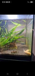 Volledig aquarium, Dieren en Toebehoren, Ophalen, Gebruikt, Gevuld zoetwateraquarium