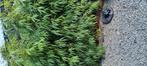 plante sortes palmier, Tuin en Terras, Planten | Tuinplanten, Ophalen, Volle zon
