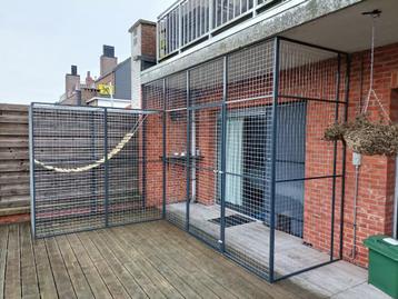 Mooie kattenren beschikbaar voor biedingen