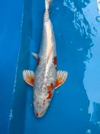 50 cm koi, Dieren en Toebehoren, Vissen | Vijvervissen, Karper of Koi