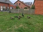 Pauwen, Dieren en Toebehoren, Vogels | Overige Vogels, Mannelijk, Tropenvogel