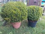 Buxus in rode pot, Tuin en Terras, Ophalen, Vaste plant, Overige soorten