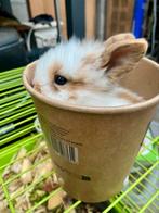 Mini lop fluffy konijntjes, Dieren en Toebehoren, Konijnen
