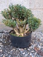 Magnifique buis pré bonsaïs, Jardin & Terrasse, Plantes | Arbres, Enlèvement