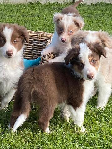 Chiots border collie