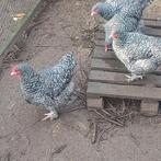 Mechelse koekoek groot hoenders kippen