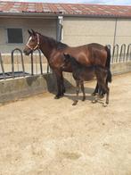 New forest pony merries met veulen te koop, Dieren en Toebehoren