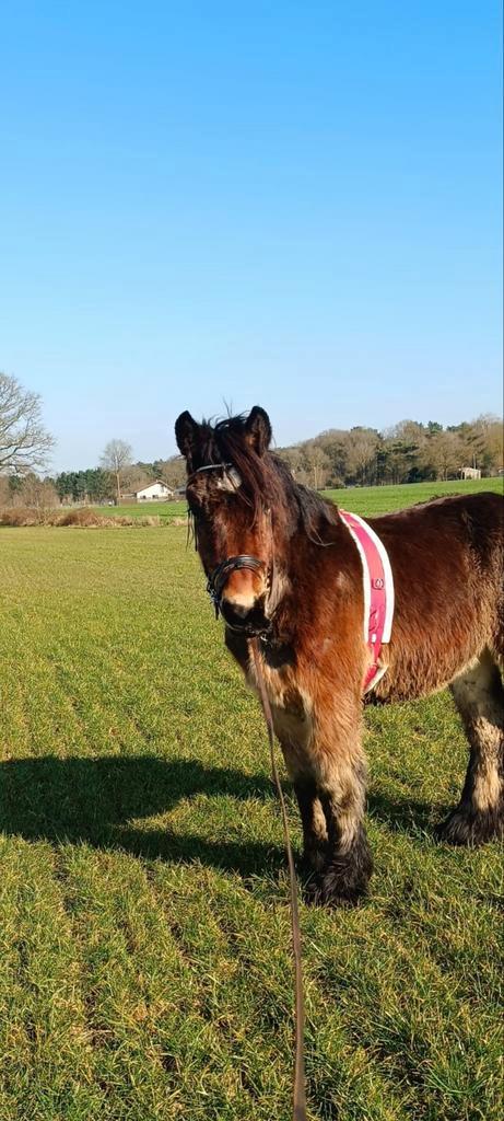 Jonge Belg met stamboek basis mennen met tuig,koets&vriendje, Dieren en Toebehoren, Paarden, Hengst, Ontwormd