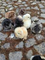 Zijdehoenders kuikens,  verschillende kleuren en leeftijden, Sexe inconnu, Poule ou poulet