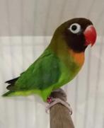 Handtame dwergpapegaai, Meerdere dieren, Dwergpapegaai of Agapornis, Geringd