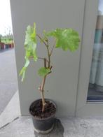 Blauwe druif - Vitis Zilga, Tuin en Terras, Planten | Tuinplanten, Ophalen