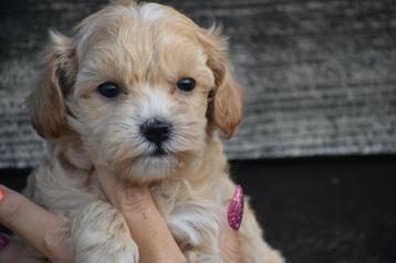 Maltipoo pups direct beschikbaar beschikbaar voor biedingen