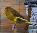 Yorkshire kanarie., Dieren en Toebehoren