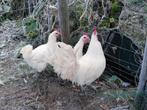 kippen trio poule de bresse, Dieren en Toebehoren, Pluimvee
