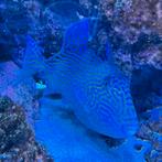 Pseudobalistes Fuscus, Dieren en Toebehoren, Vissen | Aquariumvissen