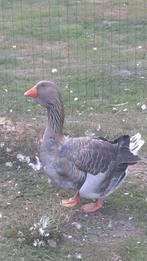 Toulousa gans !
