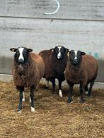 4 rammen bokken 10 maanden oud, Mâle, Mouton