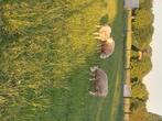 2 volwassen ooien voor de slacht., Vrouwelijk, Schaap, 0 tot 2 jaar