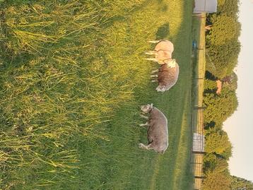 2 volwassen ooien voor de slacht., Femelle, Mouton, 0 à 2 ans