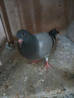 Duivin, Dieren en Toebehoren, Vrouwelijk, Postduif
