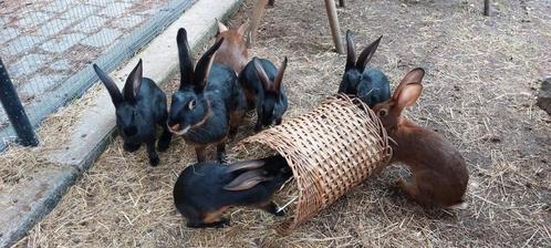 Belgische haas, Dieren en Toebehoren, Konijnen