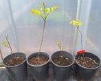 Pecannoot, Tuin en Terras, Planten | Bomen, Lente, 250 tot 400 cm, Ophalen, Volle zon