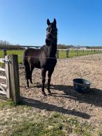5 jarige KWPN ruin dressuur Bordeaux x Jazz, Dieren en Toebehoren, Paarden, Ruin