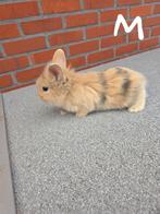 Dwergkonijn, Dieren en Toebehoren, Meerdere dieren, Dwerg, 0 tot 2 jaar