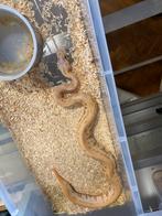 ball pythons + racks en broedkast, Dieren en Toebehoren