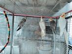 2 koppel s valkparkieten, Dieren en Toebehoren