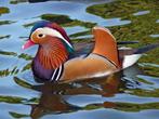 canard mandarin, Animaux & Accessoires, Volatiles, Canard