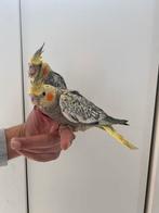 Calopsitte bebe apprivoiser, Dieren en Toebehoren, Vogels | Parkieten en Papegaaien