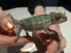 Caméléon furcifer pardalis, Animaux & Accessoires