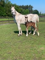Lieve merrie, wandelpaard, Jument