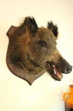 Taxidermie opgezette everzwijn kop, Verzamelen, Dierenverzamelingen, Ophalen of Verzenden, Gebruikt, Wild dier, Gewei of Kop