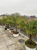 Partij palmbomen trachycarpus/ chamerops enz, Tuin en Terras, Ophalen, In pot