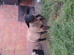suffolk ramlam, Dieren en Toebehoren, Schapen, Geiten en Varkens