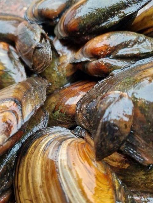 Vijver mossels, Tuin en Terras, Vijver-toebehoren, Ophalen of Verzenden