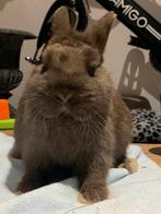 Kleurdwerg rammetje, Petit