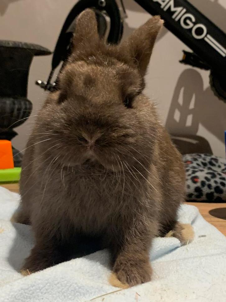 Kleurdwerg rammetje, Animaux & Accessoires, Lapins, Petit