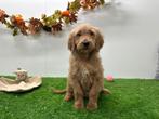 Goldendoodle pups, Dieren en Toebehoren, België, 8 tot 15 weken, CDV (hondenziekte), Groot