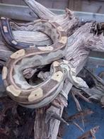 Boa imperator Motley 100%het Vpi., Dieren en Toebehoren