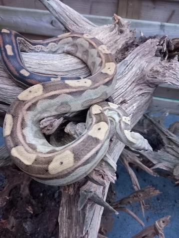 Boa imperator Motley 100%het Vpi. beschikbaar voor biedingen