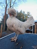 Hennetje Hollandse kuifhoen, Dieren en Toebehoren, Vrouwelijk, Kip