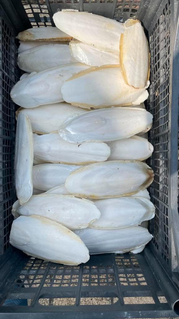 Sepia extra kalk, Dieren en Toebehoren, Vogels | Toebehoren, Nieuw, Ophalen of Verzenden