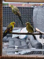 Koppel bergparkieten, Dieren en Toebehoren, Vogels | Parkieten en Papegaaien