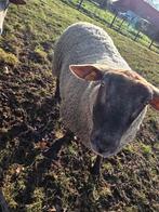 2 ooien te koop, Animaux & Accessoires, Moutons, Chèvres & Cochons