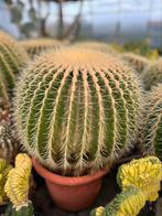Cactus Grusonii - Schoonmoederstoel, Maison & Meubles, Plantes d'intérieur, Cactus, En pot, Plante verte, Plein soleil