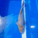 Ochiba, Karper of Koi