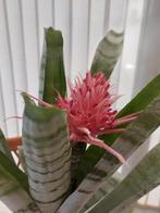 kamerplant ( Bromelia), Huis en Inrichting, Kamerplanten, Ophalen, Halfschaduw, Minder dan 100 cm, Bloeiende kamerplant